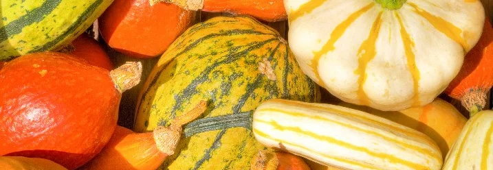 Bunte Kürbisse und Zierkürbisse